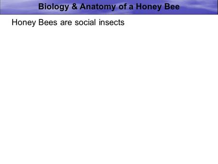 Biology & Anatomy of a Honey Bee Feb 13, 09 They live together in large, well-organized family groups Under natural conditions they nest in cavities of.