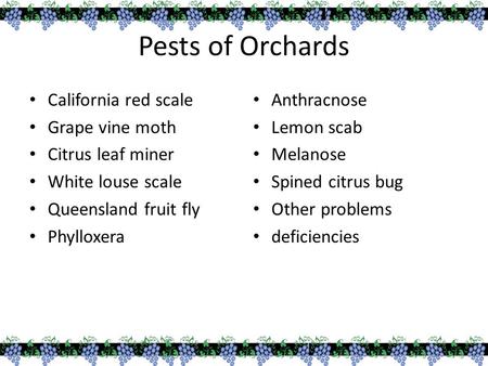 Pests of Orchards California red scale Grape vine moth