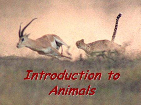 Introduction to animals