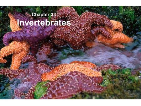 Chapter 33 Invertebrates.