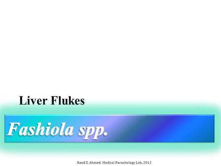 Raed Z. Ahmed, Medical Parasitology Lab.,2012. Fasciola hepatica Fasciola hepatica lives in the liver of man. Fasciola spp. have many stages: Oval eggs.