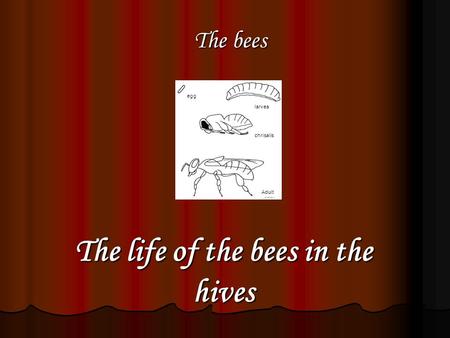 The life of the bees in the hives egg larvea chrisalis The bees Adult.