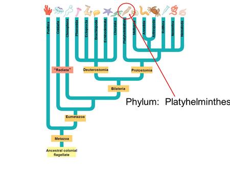 PoriferaCnidaria Ctenophora Phoronida Ectoprocta Brachiopoda Echinodermata Chordata Platyhelminthes Mollusca Annelida Arthropoda Rotifera Nemertea Nematoda.