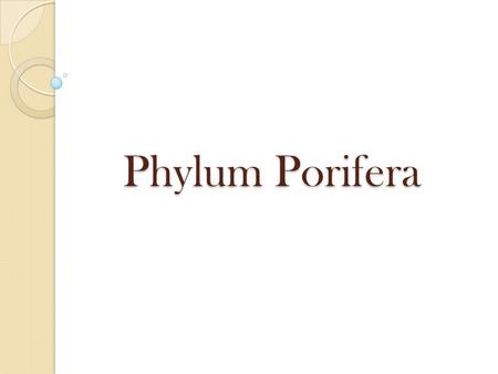 Phylum Porifera.