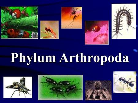 Phylum Arthropoda.