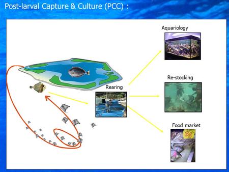 Rearing Aquariology Re-stocking Food market Post-larval Capture & Culture (PCC) :