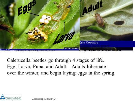 Lessoning Loosestrife Eric Coombs Eric Coombs, Oregon Department of Agriculture, United States Bernd Blossey Bernd Blossey, Cornell University, United.