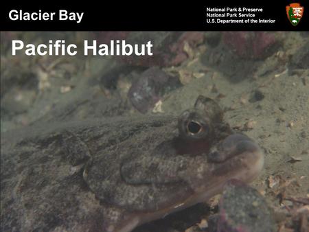 Glacier Bay National Park & Preserve National Park Service U.S. Department of the Interior Pacific Halibut.