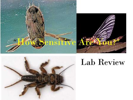 “ How Sensitive Are You ?” Lab Review. List 1 ecological benefit provided by aquatic macroinvertebrates. Decomposers (eat detritus) Form base of.