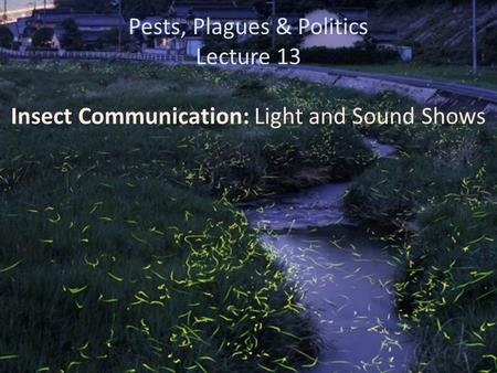 Pests, Plagues & Politics Lecture 13 Insect Communication: Light and Sound Shows.