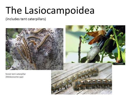 The Lasiocampoidea (includes tent caterpillars) forest tent caterpillar (Malacosoma spp)