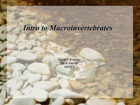 Intro to Macroinvertebrates