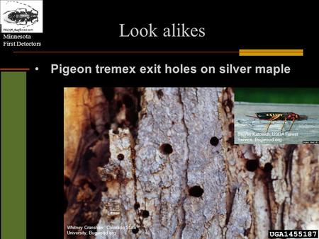 Minnesota First Detectors PDCNR, Bugwood.com Whitney Cranshaw, Colorado State University, Bugwood.org Steven Katovich, USDA Forest Service, Bugwood.org.