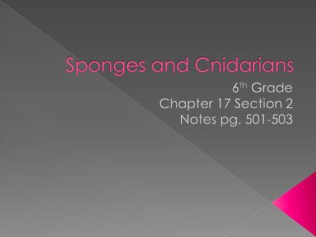 Sponges and Cnidarians