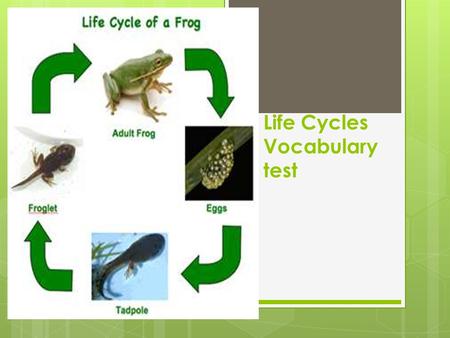 Life Cycles Vocabulary test. offspring  The baby of an organism.