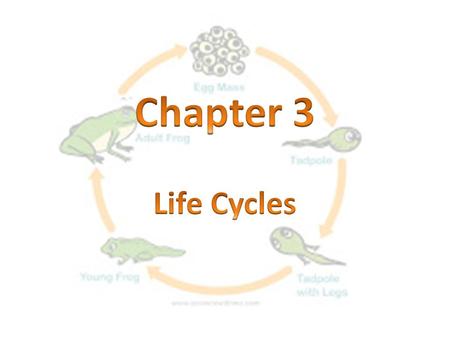 Chapter 3 Life Cycles.