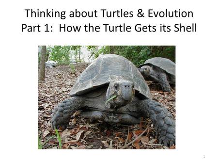 Strange Anatomy. Thinking about Turtles & Evolution Part 1: How the Turtle Gets its Shell.