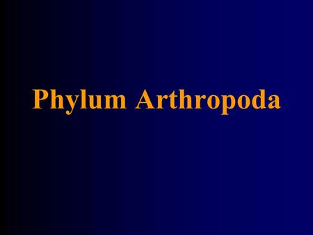 Phylum Arthropoda.