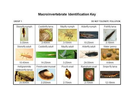 Stonefly nymph 5-35mm Caddisfly larva 2-40mm Mayfly nymph 3-10mm Alderfly nymph 10-25mm Fishfly larva 5-16mm Stonefly adult 10-40mm Caddisfly adult 14-25mm.