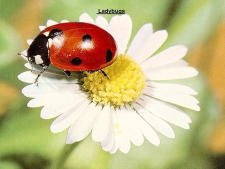 Ladybugs.