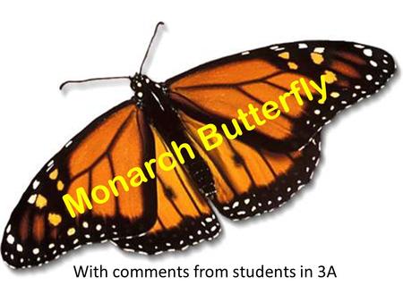 Monarch Butterfly With comments from students in 3A.