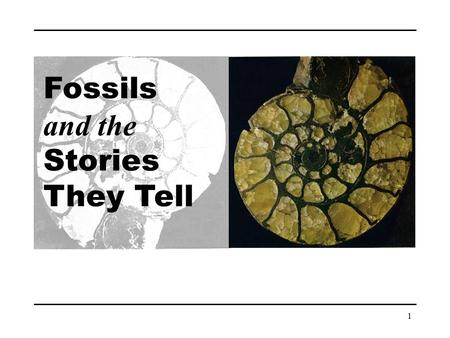 Fossils and the Stories