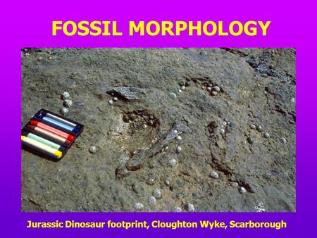 FOSSIL MORPHOLOGY Jurassic Dinosaur footprint, Cloughton Wyke, Scarborough.