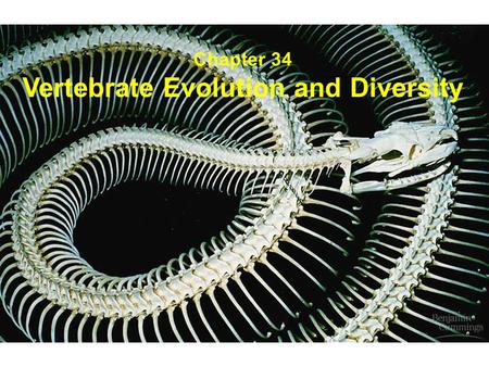 Vertebrate Evolution and Diversity