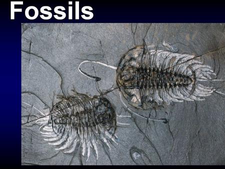 Fossils are any evidence of past life. Body fossils > > parts of the body of an organism - - e.g. --> pollen, leaves, stems, flowers, seeds, bones, fur,