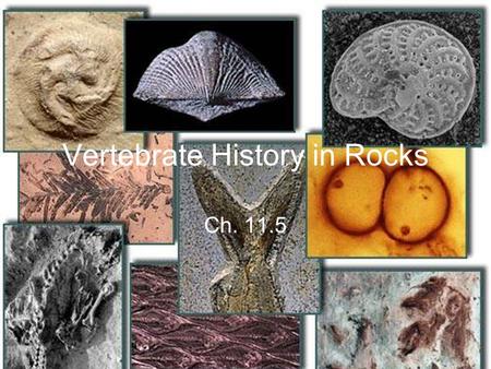 Vertebrate History in Rocks