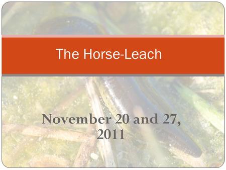 November 20 and 27, 2011 The Horse-Leach. The horse-leach Proverbs 30:15 AV1611-The horse-leach hath two daughters, crying, Giue, giue. (See Eze 23) NIV-