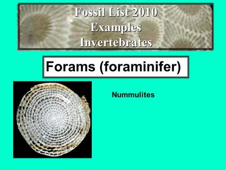 Fossil List 2010 Examples Invertebrates