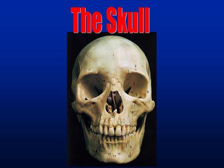 Skeletal Terms  Foramen / Fenestra = opening; hole.  Fossa = depression; indentation.  Process = prominence (bump).  Protuberance = prominence (bump).