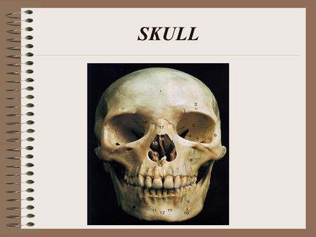 SKULL.