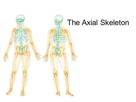 The Axial Skeleton.