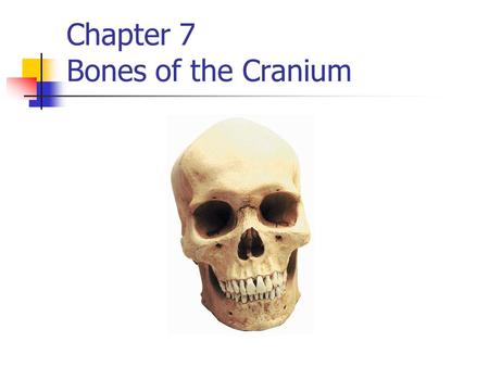 Chapter 7 Bones of the Cranium