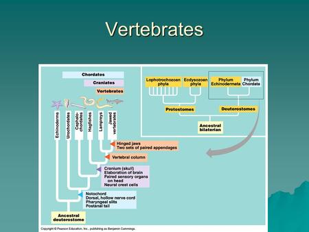 Vertebrates. The Origin of Tetrapods  The first vertebrates on land were amphibians in the Devonian (400 mya)  May have arose from the rhipidistian.