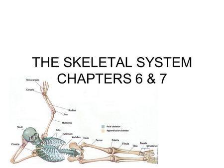 THE SKELETAL SYSTEM CHAPTERS 6 & 7