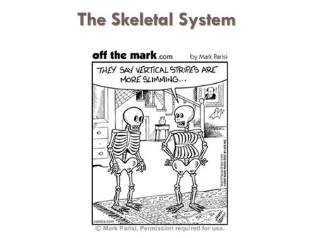 The Skeletal System.