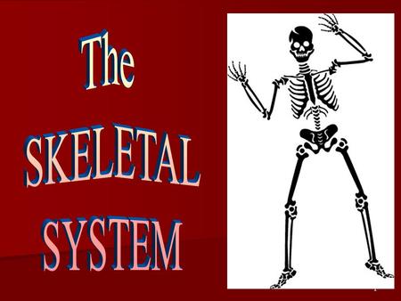 The SKELETAL SYSTEM.