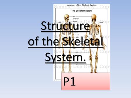 Structure of the Skeletal System.