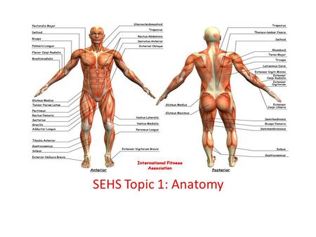 SEHS Topic 1: Anatomy.