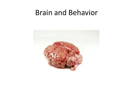 Brain and Behavior. Mental Illness In ancient Mesopotamia, mental illness was believed to be caused by demonic possession. Priest-doctors treated the.