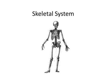 Skeletal System.