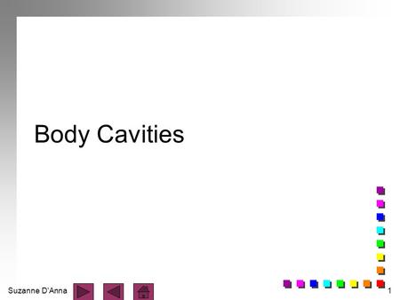 Suzanne D'Anna1 Body Cavities. Suzanne D'Anna2 Body is divided into two portions: n axial - head, neck, and trunk n appendicular - limbs.