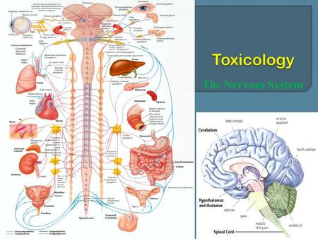 The Nervous System.  The central nervous system (CNS ) Brain cranial nerves spinal cord  The peripheral nervous system (PNS) Sensory (afferent) neurons.