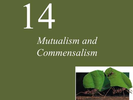 14 Mutualism and Commensalism. 14 Mutualism and Commensalism Case Study: The First Farmers Positive Interactions Characteristics of Mutualism Ecological.