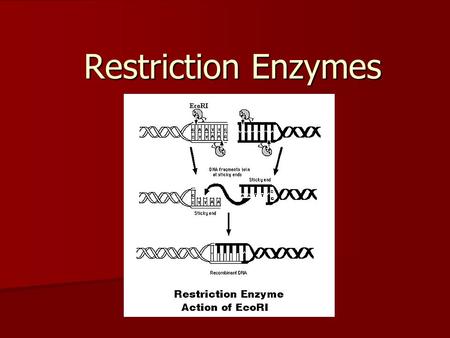 Restriction Enzymes.