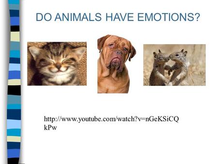 DO ANIMALS HAVE EMOTIONS?  kPw.