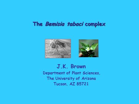 The Bemisia tabaci complex J.K. Brown Department of Plant Sciences, The University of Arizona Tucson, AZ 85721.